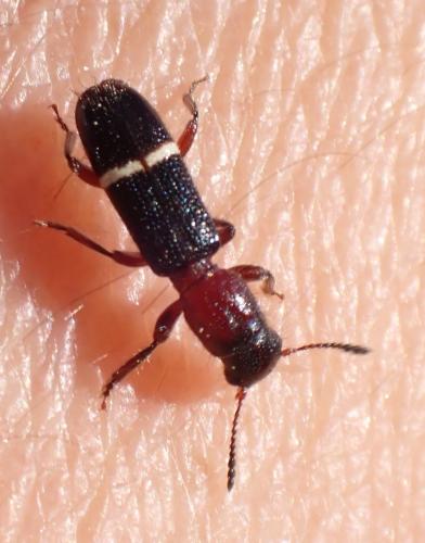 Réf. 302 461 : Paratillus carus